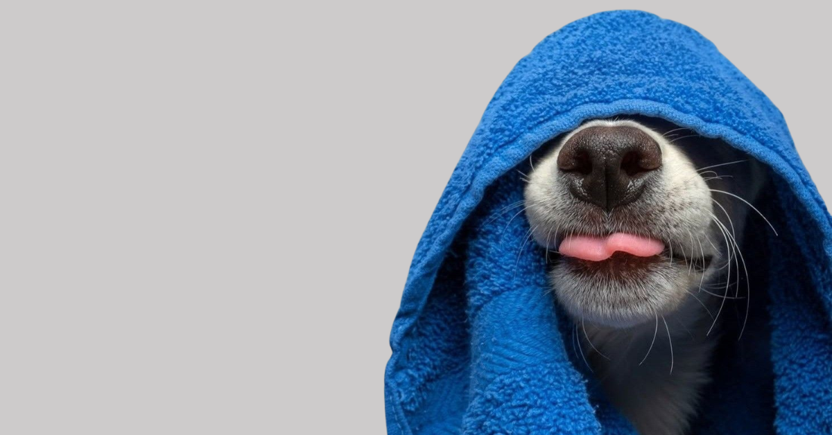 Why Your Dog Still Smells After a Bath | Dog Grooming Australia