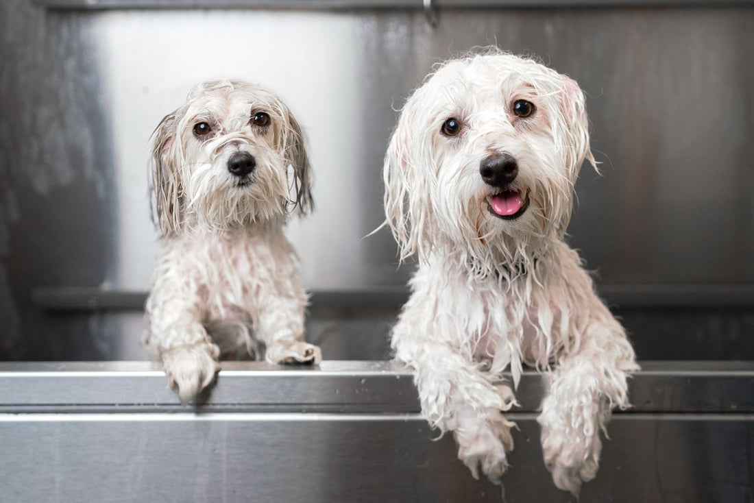 How Often Should You Bathe Your Dog?