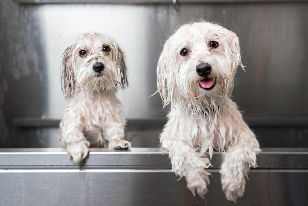 How Often Should You Bathe Your Dog?
